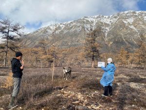 В труднодоступных оленеводческих стадах Момского района прошли медосмотры