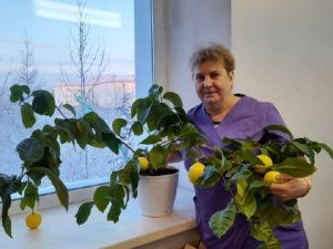 Сколько лет можно ждать лимонов 