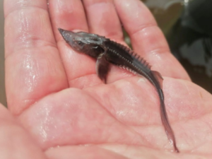 На Чернышевском рыбоводном заводе на 2024 год заготовлено 45 млн икринок для зарыбления