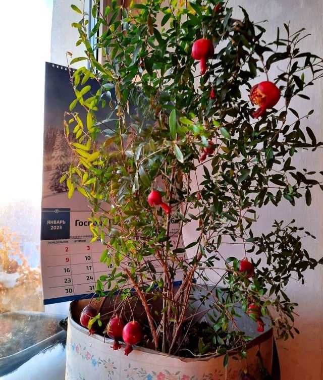 В Хандыге посреди зимы плодоносит... гранатовое дерево