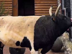 Мааны — посланец Якутии: Бык, покоривший сердца петербуржцев