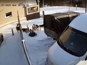 Who let the dogs out? Причины разгула бродячих собак в Нерюнгри