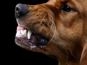 Суд взыскал 50 000 рублей с владельца собаки, укусившей ребенка