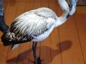 Минэкологии Якутии: дальнейшая судьба фламинго зависит от решения управления Росприроднадзора