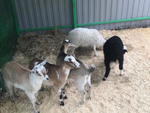 "300 животных хотят есть, а денег нет!". Якутский мини-зоопарк просит помощи