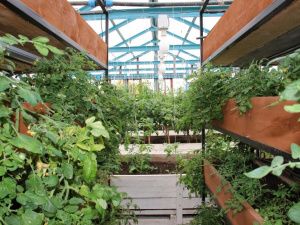 В Хангаласском районе Якутии школьники круглогодично выращивают овощи, цветы и ягоды