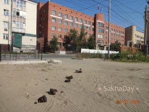 Табун лошадей, облюбовавший центр Якутска, задержан