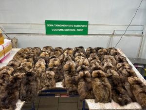 Контрабанда якутского соболя сотнями шкурок!