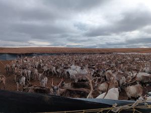 Оленевод с 28-летним стажем Роман Туприн: «Мы приобщаем детей к оленеводству с малого возраста»