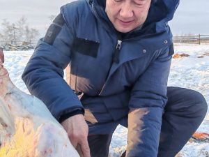 Айсен Николаев разделал тушу