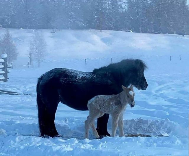 В Оймяконском районе 72-летний пенсионер убил жеребенка