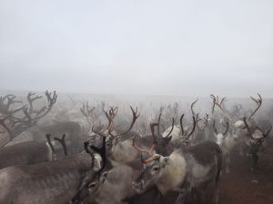 Оленевод с 28-летним стажем Роман Туприн: «Мы приобщаем детей к оленеводству с малого возраста»