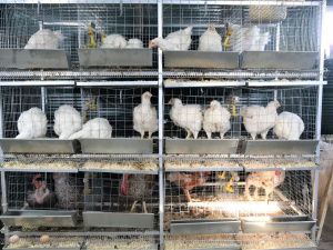 В Якутии открыли первые универсальные семейные фермы в скороспелых отраслях