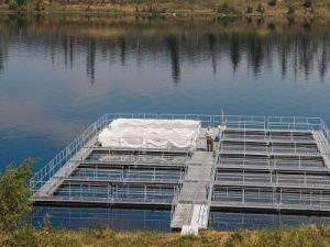 В Якутии начали зарыблять арктические реки