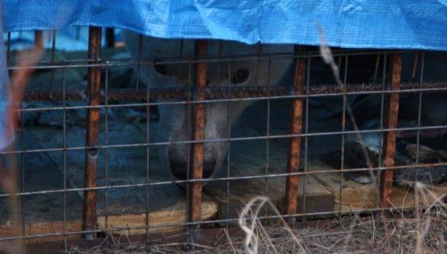 Пойманного в Томпонском районе белого медведя вывезут в Москву