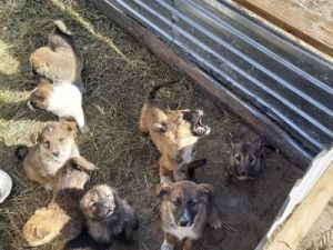 Владельцам домашних животных напоминают об обязательной регистрации питомца