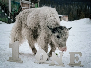 Ячиха Марта отмечает свой первый день рождения в Якутии