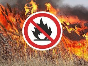 Установлено денежное вознаграждение за содействие в выявлении виновников возникновения лесных пожаров на территории Якутии 