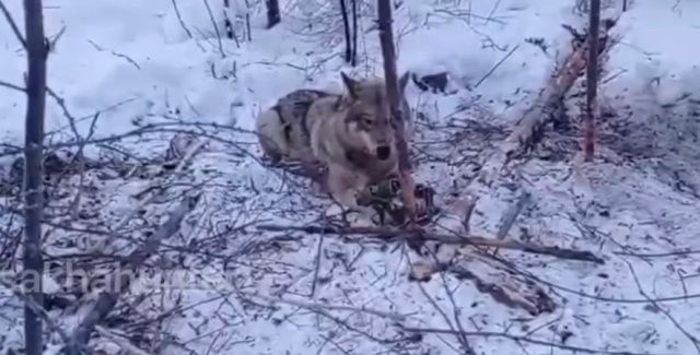 Дело о пытках охотниками волчицы в тайге застопорилось из-за дефектного протокола от инспектора по охране природы