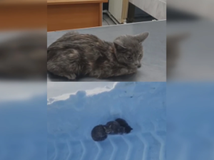 В доме у зоозащитницы ЧП: подобранное на ледовой переправе в Якутии кошачье семейство завезло чумку 