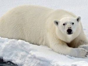 Ученые: в Якутии начали усиленно размножаться белые медведи