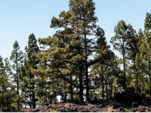 Спасатели нашли мужчину, который заблудился на Маганском тракте недалеко от Якутска