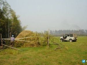 Якутия ограничит поставку сена из Амурской области и Забайкалья, где обнаружена африканская чума свиней
