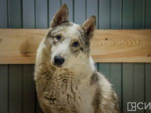 В Авито Услугах назвали топ зооуслуг на Дальнем Востоке