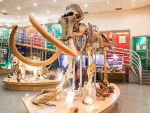 В Китае откроется выставка с экспонатами музея мамонта СВФУ