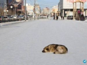 В Якутске усилят работу по отлову безнадзорных животных