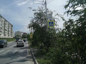 В Якутске проводят работы по санитарной обрезке и вырубке сухостоя 