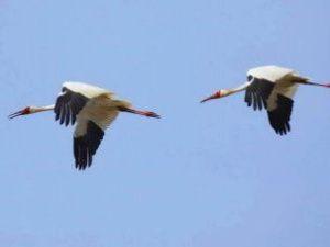 Китайская журналистка снимет документальный фильм о стерхах на севере Якутии