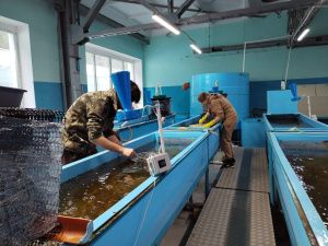 В 2024 году Чернышевский рыбоводный завод выпустит более 26,5 млн личинок рыбы