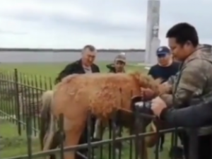Видеофакт: В Якутии спасатели вызволили застрявшего в ограде жеребенка