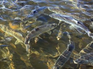 В Якутии двое браконьеров ловили омуля сетью. Вынесен приговор