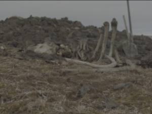 В Якутии найден скелет мамонта со следами воздействия древнего человека