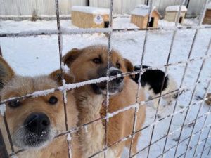 В Пункте передержки животных Якутска будет введен карантин, в городе выявлен вирус бешенства