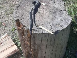 Ядовитая гадюка затаилась в лесах Хангаласса