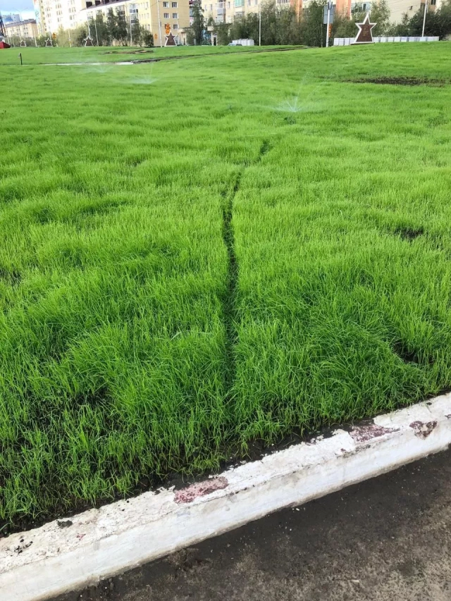 Мэр Якутска попросил не ходить по газону!