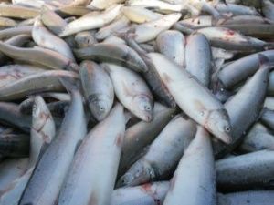 В Якутии возбудили уголовные дела на 23 миллиона рублей