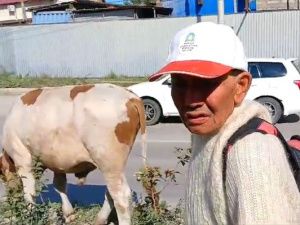 Мэр Якутска потребовал найти решение по коровам, мешающим озеленению