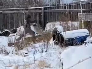 В Якутии полицейские установили личность мужчины, избивавшего собаку на привязи