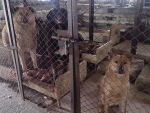 В Серебряном Бору взяли ДНК и изымают собак из приюта