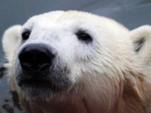 В Нижнеколымском районе застрелили белого медведя 