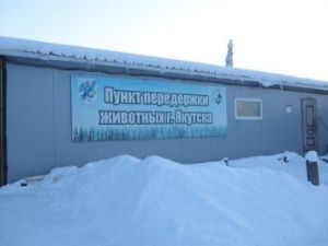 Новым директором городского пункта передержки назначена учредитель фонда помощи животным