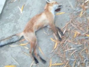 Специалисты выясняют причину смерти лисы, обнаруженной в центре Якутска