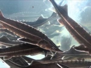 В Якутии браконьер наловил осетров и налимов во время нереста