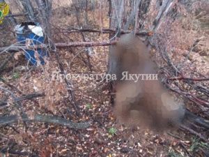 Жестокое убийство: Осужден деревенский житель, задушивший медведицу и двух медвежат с помощью петель