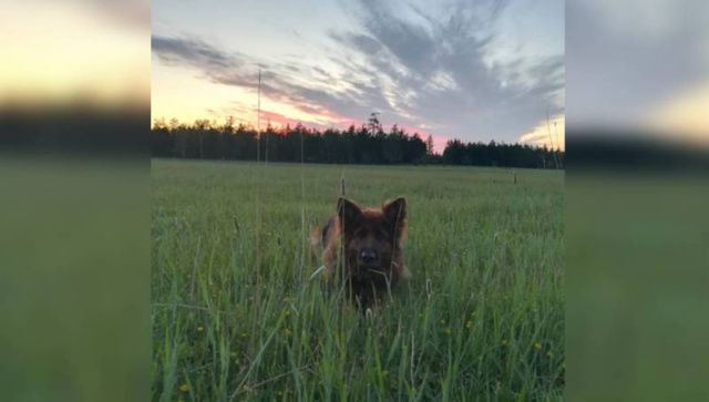 В Якутске служебная собака по кличке Галатея помогла найти угонщика машины