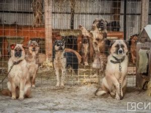 В якутском приюте для животных у более чем 530 собак обнаружен бруцеллез